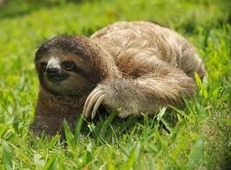 sloth