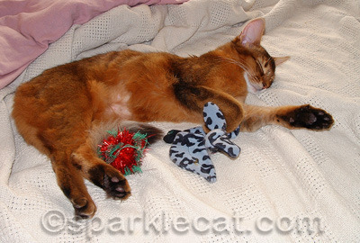 Yes, I came home from being spayed and played myself to sleep!
