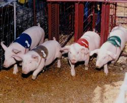 hogway