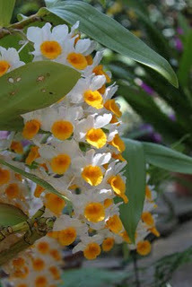 matthaei botanical gardens