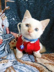 KittenInSweater
