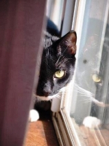 Kittywindow