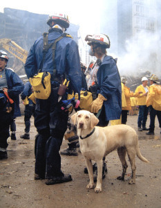 911Dog2
