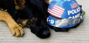 911-dog
