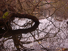 murky waters