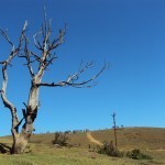 Lonely tree