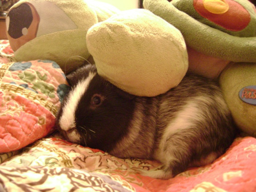 He's certainly bitten his thumb at Danger quite a few times - they're occasionally friends.