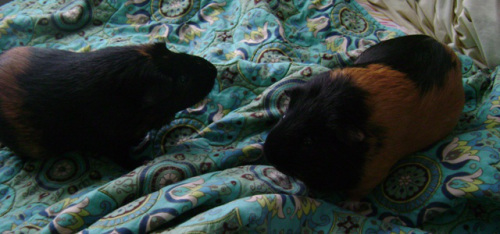 The episodes of Supernatural that deal with cursed objects are definitely some of my favorites. Especially Bad Day at Black Rock, but the one from season seven was one of the more enjoyable pieces of season seven.