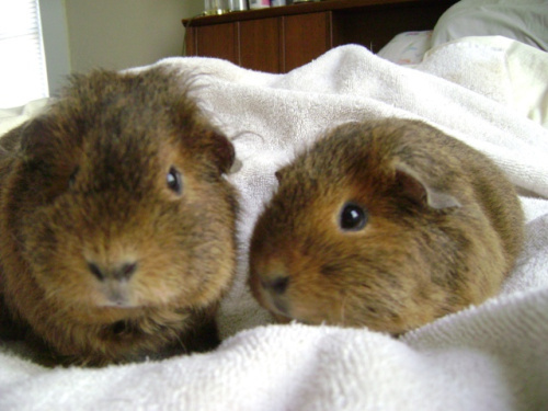 Twiglet was not buried in a cursed place so she didn’t come back and slit anyone’s Achilles tendon. She’s not haunting me either. Hmph.