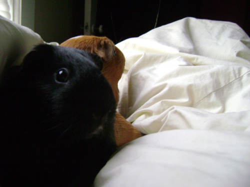 Pickles knows that the people who are reading my book are in that closet, in the portal to an alternate dimension where I know how to market properly.