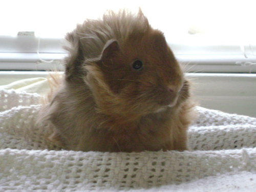 She was a thief. You got-ta be-lief. She stole my heart and my cat!