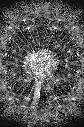 Extreme Dandelion 2 by Harold Davis