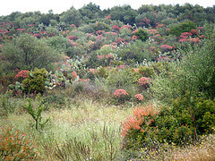 sardinia-010