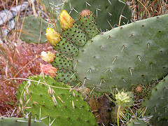 sardinia-015