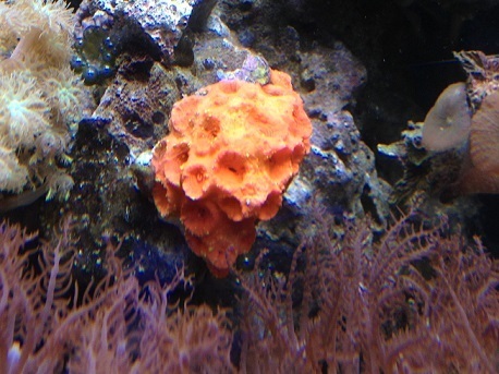 13E Sun coral (Maui)