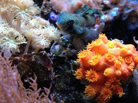 13G10 flappy and new sun