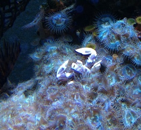 13H20 Ripley in blue zoanthids