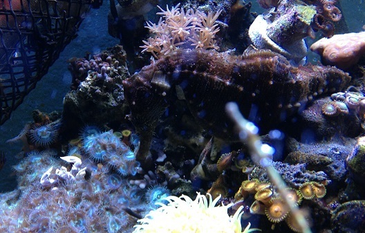 13H20 Ghillie and Ripley