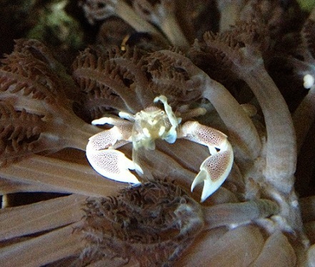 13H20 Ripley in Anthelia