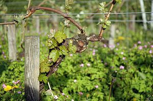 English: Riesling vine in organic agriculture,...