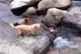 Vidolittle-dog-uses-river-to-play-fetch-by-himself-image