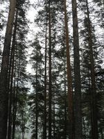 Eastern Finland-Punkaharju