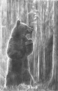 POD-The bear-blog size
