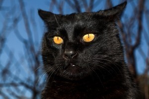 shutterstock_138758969