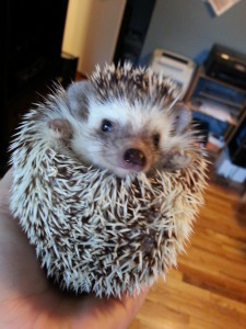 hedgehog