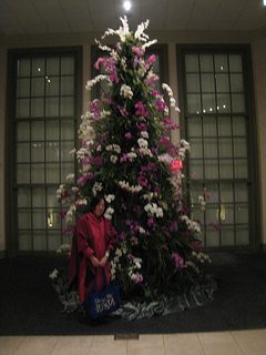 Me and the orchid tree