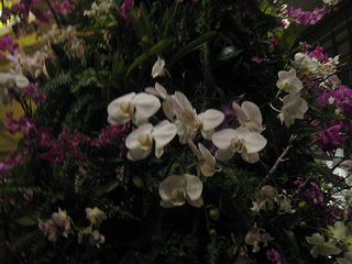 orchid tree closeup