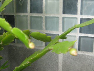 Christmas cactus buds