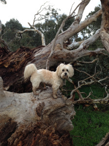 Maggie May on the tree