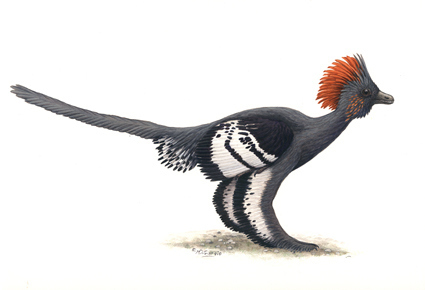 Anchiornis huxleyi in full feather (Illustration: Michael DiGiorgio)