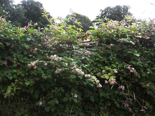 Dartmoor Blackberries