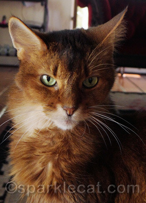 Don't let old cats wave their false tails at you!