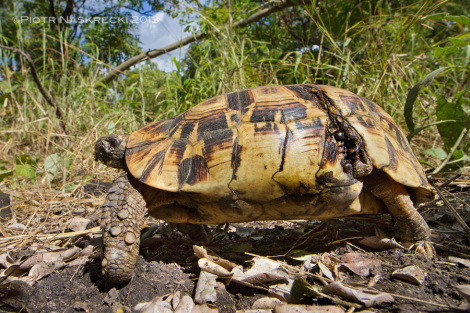 An adult Hingeback tortoise (Kinixys belliana) from Gorongosa. What looks like a wound on its carapace is flap of skin that allows the shell to close and protect the hind legs and tail.