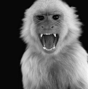 SNOW MONKEYS!!!
