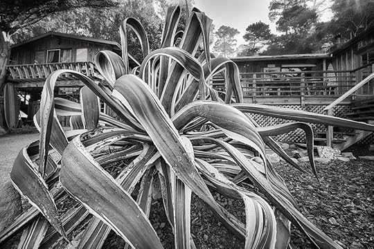 Agave americana chez Weston © Harold Davis