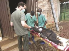 Zambia Chimp Project anesthesia Zambia Chimp Project: Unique Opportunity for Vets & Students in Primate Medicine