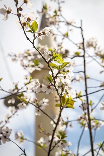Spring-in-Istanbul