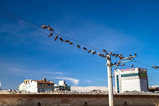 Turkish-Pigeons