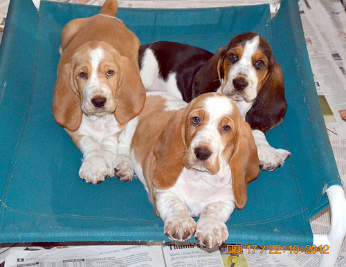 they love the Hammock bed