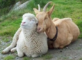 Who says sheep and goats can't get along?