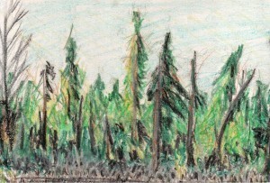 Danken Wood
