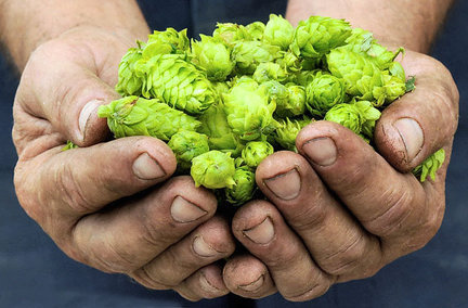 2010-08-18-mg-hops4jpg-5e521342becfefdc_large