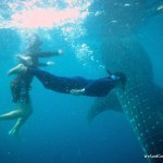 Whale Shark George Lisa