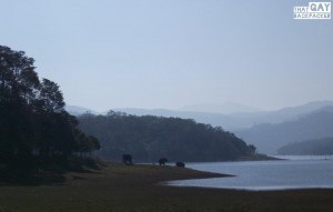 Those blobs are elephants. Pinkie promise.