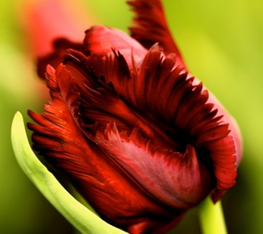 petals