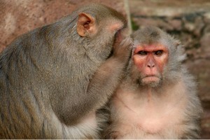 WhisperingRhesus